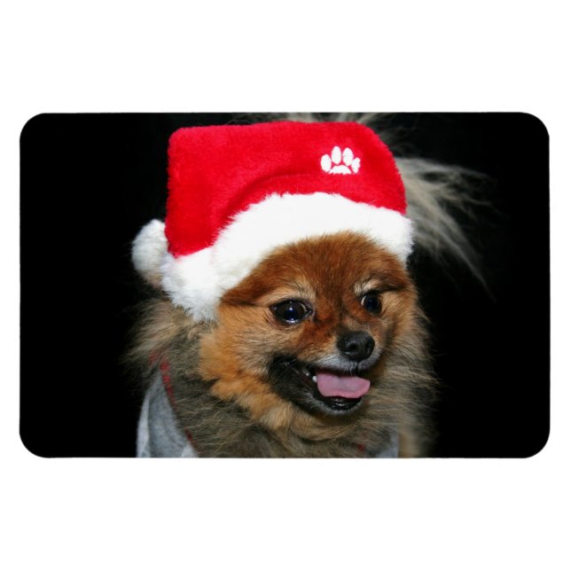 Íman Imagem fotográfica flexível da Pomerânia de Natal (Horizontal)