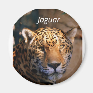 Íman Imagem fotográfica Jaguar