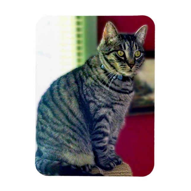 Íman Imagem Fotográfica Tabby Cat 3"x4" (Vertical)