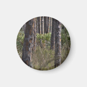 Íman Imagem fotográfica Whitetail Buck