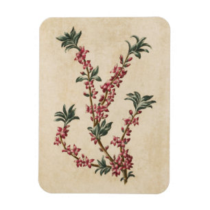 Íman Imagem Fracionária Floral Mezereon Vintage