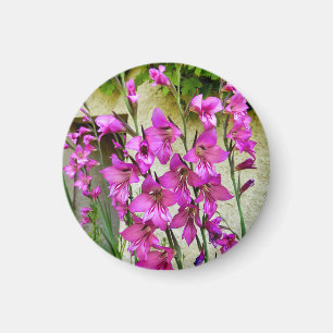 Íman Imagem Gladiolus Bizantine