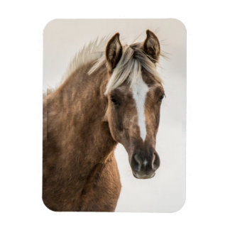 Íman Imagem imunda Coco Mustang