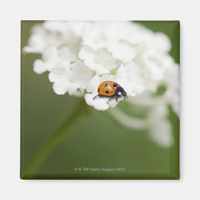 Íman Imagem macro de um Ladybird numa flor selvagem (Frente)