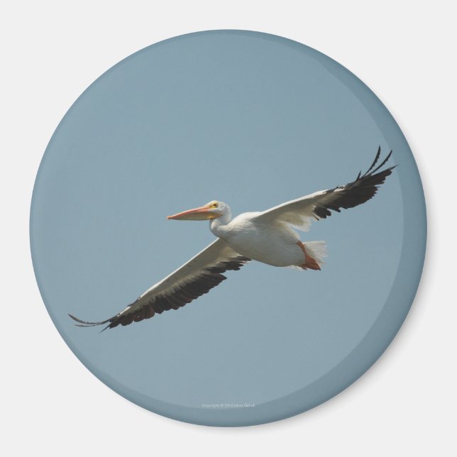 Íman Imagem Pelicana Voadora 4 (Frente)