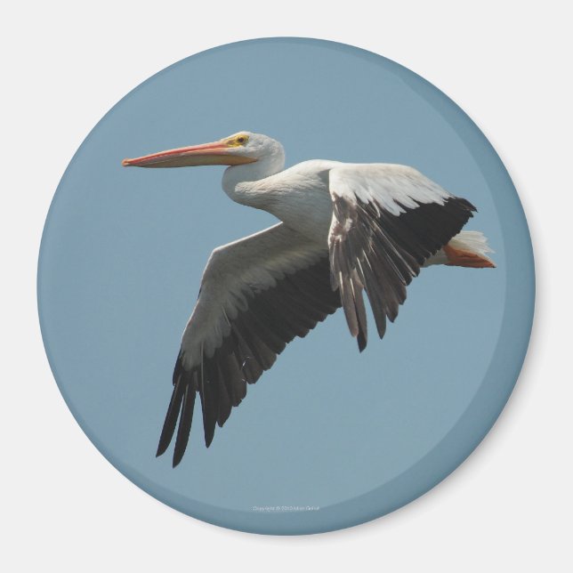 Íman Imagem Pelicana Voadora 5 (Frente)