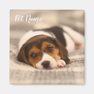 Íman Imagem Pet Personalizável com Fotografia e Nome
