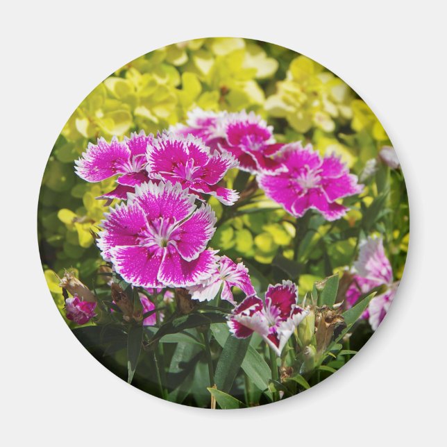 Íman Imagem picotada roxa (Frente)