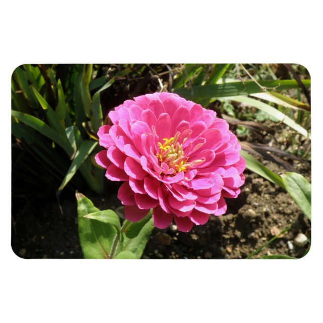 Íman Imagem Premium de Zinnia Rosa (Horizontal)