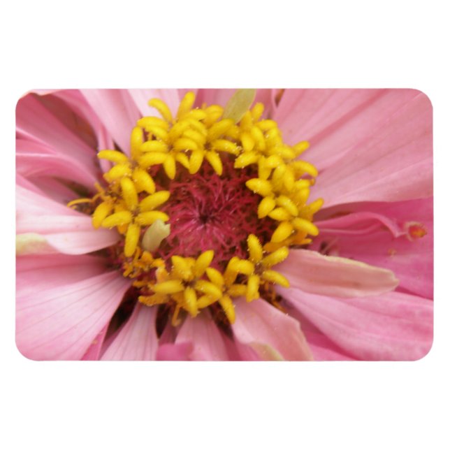 Íman Imagem Premium de Zinnia Rosa bonito (Horizontal)