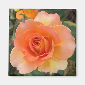 Íman Imagem quadrada de Rosa Apricot