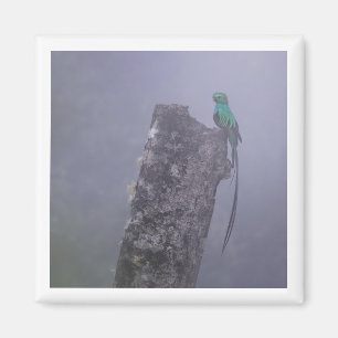 Íman Imagem Quetzal 2x2 Resplendível