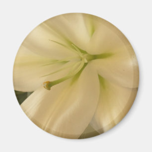 Íman Imagem Redonda de Fotografias de Flor Branco Lillu