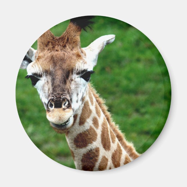 Íman Imagem Redonda de Fotografias Giraffe (Frente)