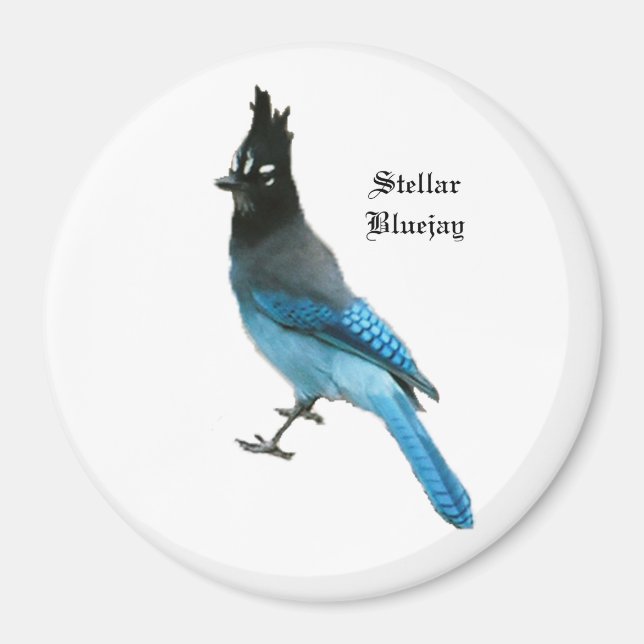 Íman Imagem stellar Blue Jay (Frente)