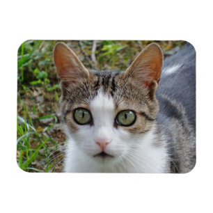 Íman Imagem Tabby/White Cat 3"x4"