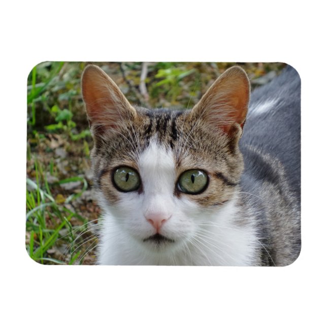 Íman Imagem Tabby/White Cat 3"x4" (Horizontal)