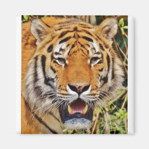 Íman Imagem Tiger!