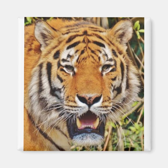 Íman Imagem Tiger! (Frente)
