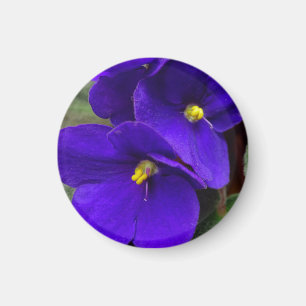 Íman Imagem violeta africana