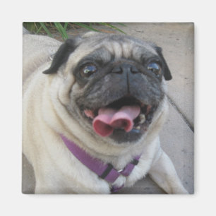Íman Imagens de Fotos Personalizadas