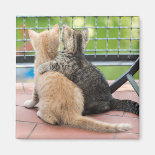 Íman Imagens de Getty dois gatinhos em um balcão