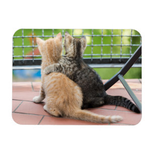 Íman Imagens de Getty dois gatinhos em um balcão