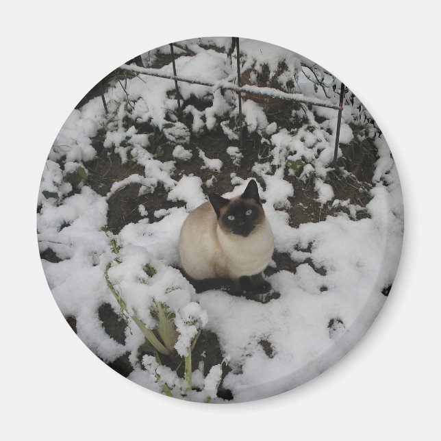 Íman Imagens de Neve, Gato de Neve (Frente)