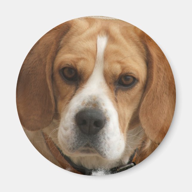 Íman Imagens do Beagle Redondas (Frente)