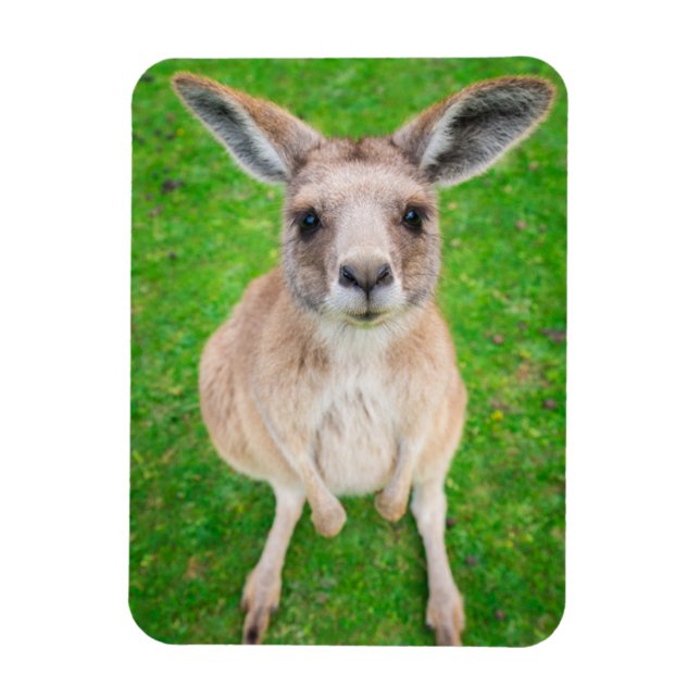 Íman Imagens Getty | Baby Kangaroo (Vertical)