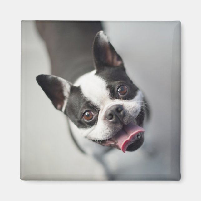 Íman Imagens Getty | Buldogue francês (Frente)