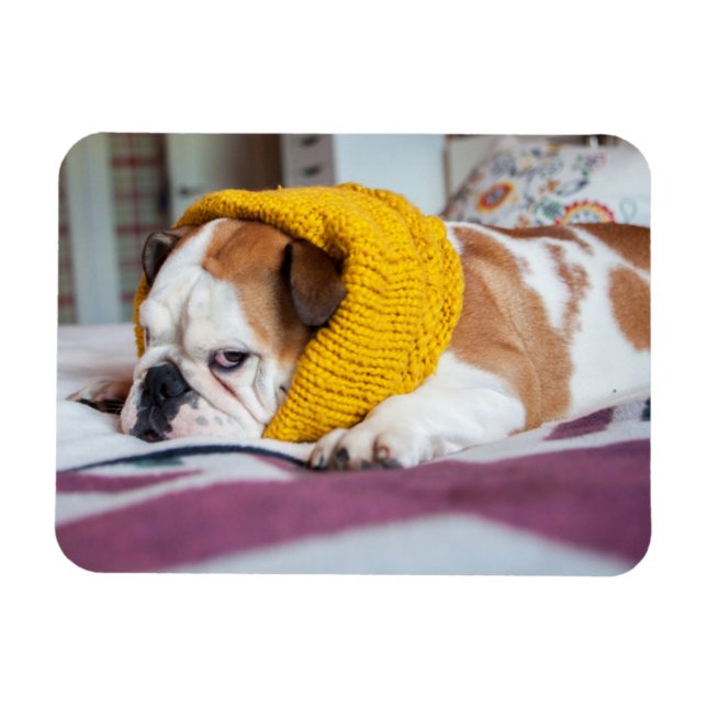 Íman Imagens Getty | Buldogue Inglês (Horizontal)