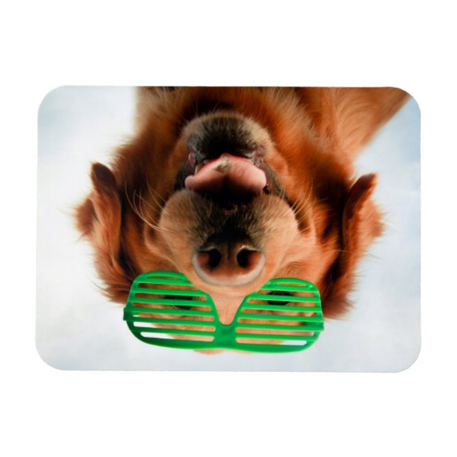 Íman Imagens Getty | Cachorro Com Óculos (Horizontal)