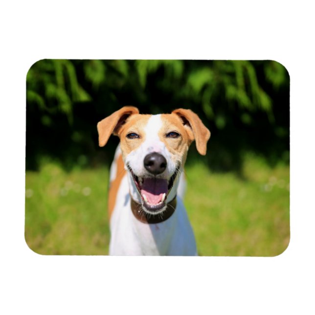 Íman Imagens Getty | Cachorro Rindo (Horizontal)