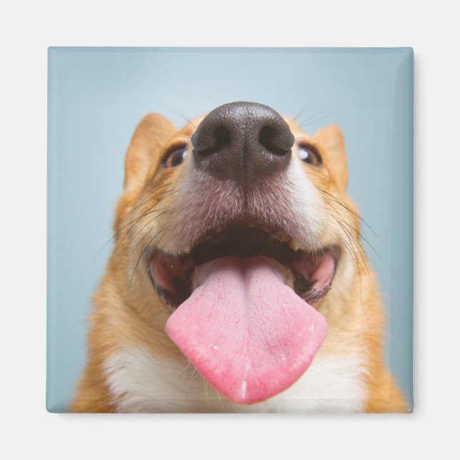 Íman Imagens Getty | Corgi muito feliz (Frente)