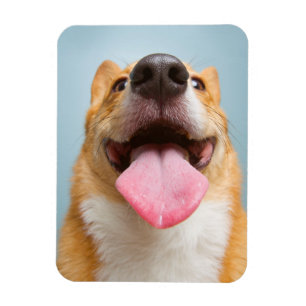 Íman Imagens Getty Corgi muito feliz