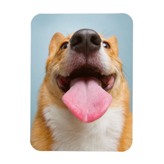 Íman Imagens Getty | Corgi muito feliz (Vertical)