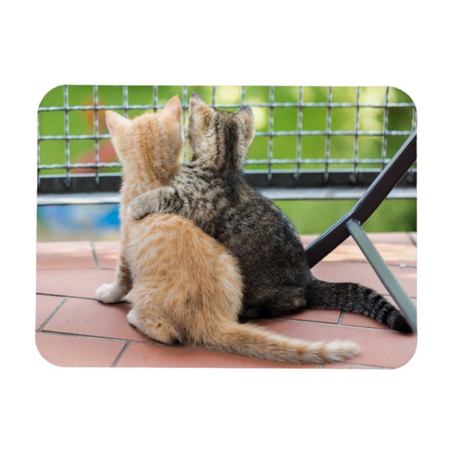Íman Imagens Getty | Dois gatinhos numa sacada (Horizontal)