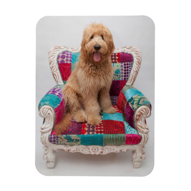 Íman Imagens Getty | Goldendoodle (Vertical)