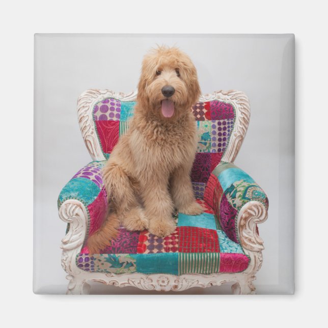 Íman Imagens Getty | Goldendoodle (Frente)