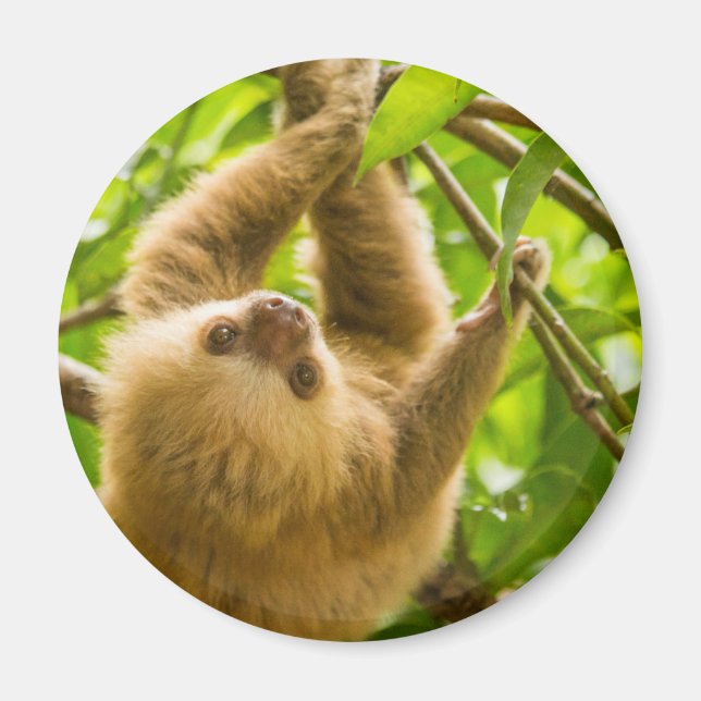 Íman Imagens Getty | Lama para Baixo (Frente)