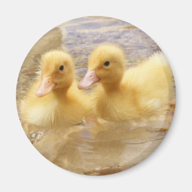 Íman Imagens Getty | Patos Amarelos Felpudos (Frente)