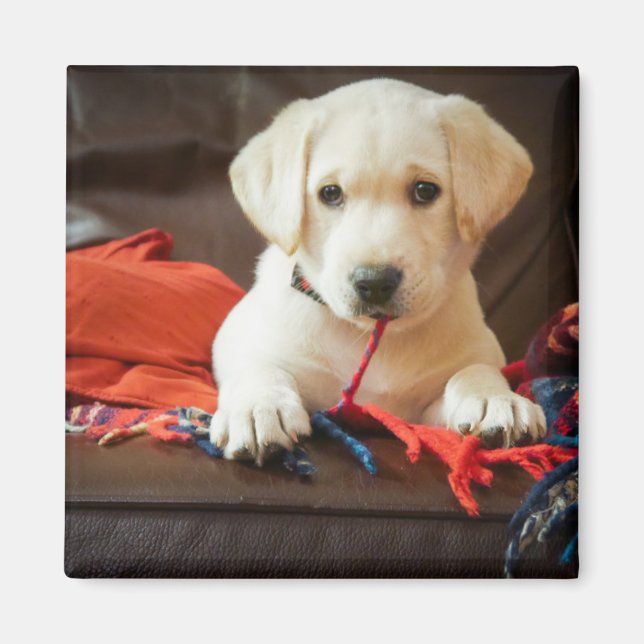 Íman Imagens Getty | Puppia Em Sofá (Frente)