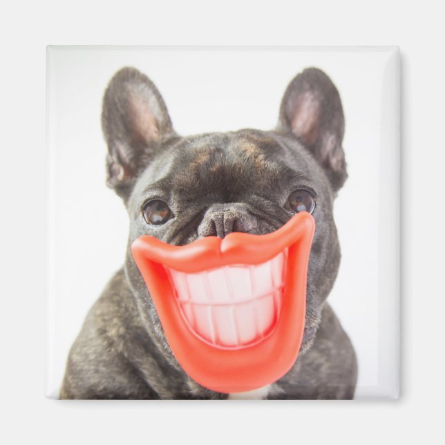 Íman Imagens Getty | Um Cachorro Sorridente (Frente)