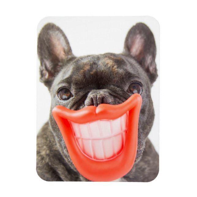 Íman Imagens Getty | Um Cachorro Sorridente (Vertical)