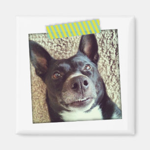 Íman Ímago de Instagrama de Fita Aqua e Amarelo