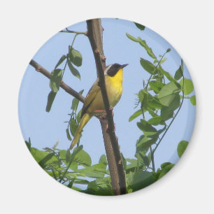 Íman Ímago de Warbler de Yellowthroat Frequentes