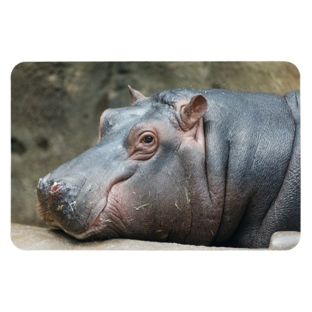 Íman Ímago Hippopotamus (Horizontal)