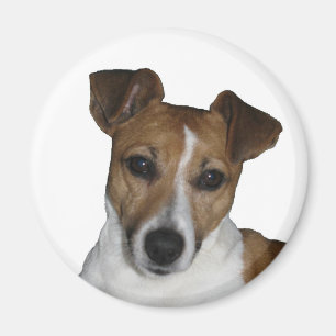 Íman Íman, aproximadamente, Jack Russell Terrier