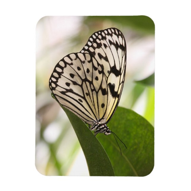 Íman Íman de borboleta de papagaio (Vertical)